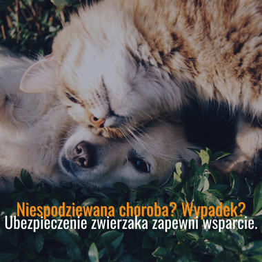 Pies i kot leżące razem na trawie – grafika promująca ubezpieczenie psa i kota.